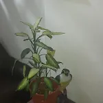 Noclegi Penzion Poznaň